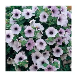 Petunia Surfinia® 'Blue Vein' - 5 Large Plugs | Vibrant Bedding Plants for Gardens