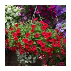 Petunia Surfinia® 'Deep Red' - 5 Large Plugs | Vibrant Bedding Plants for Gardens -September Plants Shop PL9109SPX5 add image 2 ed39