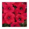 Petunia Surfinia® 'Deep Red' - 5 Large Plugs | Vibrant Bedding Plants for Gardens -September Plants Shop PL9109SPX5 main image ad84