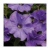 Petunia Surfinia® 'Heavenly Blue' - 5 Large Plug Plants | Vibrant Bedding Flowers 1 Petunia Surfinia® 'Heavenly Blue' - 5 Large Plug Plants | Vibrant Bedding Flowers -September Plants Shop PL9110SPX5 main image 31d5