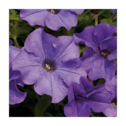 Petunia Surfinia® 'Heavenly Blue' - 5 Large Plug Plants | Vibrant Bedding Flowers