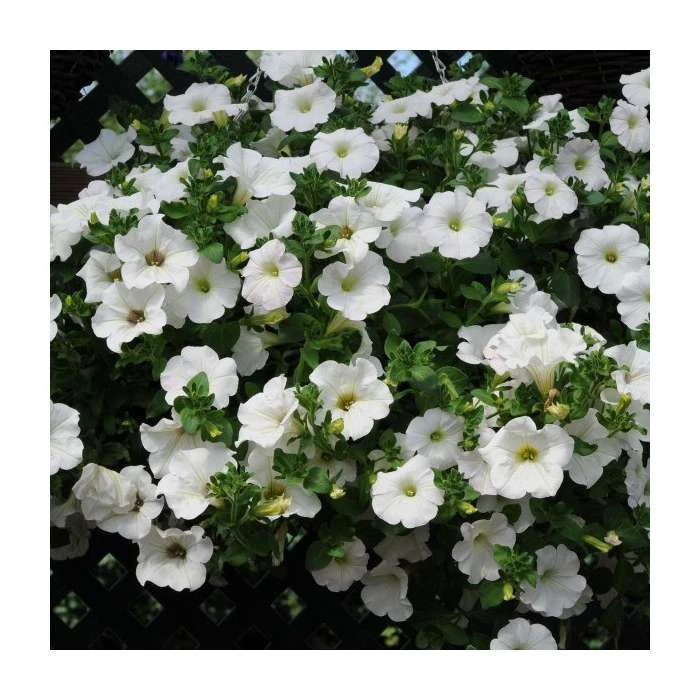 Surfinia® 'Snow' Petunia Bedding Plants - 5 Large Plugs for Vibrant Garden Displays 4 Surfinia® 'Snow' Petunia Bedding Plants - 5 Large Plugs for Vibrant Garden Displays - Image 2