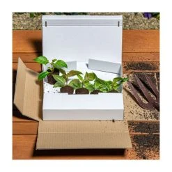 Surfinia® 'Snow' Petunia Bedding Plants - 5 Large Plugs for Vibrant Garden Displays 7 Surfinia® 'Snow' Petunia Bedding Plants - 5 Large Plugs for Vibrant Garden Displays -September Plants Shop PL9111SPX5 add image 2 777d