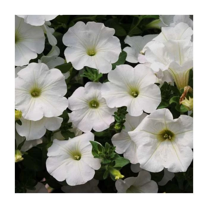 Surfinia® 'Snow' Petunia Bedding Plants - 5 Large Plugs for Vibrant Garden Displays 3 Surfinia® 'Snow' Petunia Bedding Plants - 5 Large Plugs for Vibrant Garden Displays