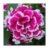 Petunia Tumbelina® 'Anna' - Large Plug Plants for Vibrant Garden Bedding | 5 Pack -September Plants Shop PL9114SPX5 main image a77b