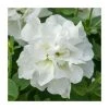 Petunia Tumbelina® 'Diana' - Large Plug Plants for Vibrant Garden Bedding | 5 Pack -September Plants Shop PL9117SPX5 main image 2f26