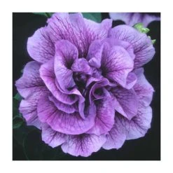 Petunia Tumbelina® 'Priscilla' - 5 Large Plugs | Premium Bedding Plants for Vibrant Gardens