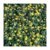 Sanvitalia 'Golden Aztec' Perennial - 5 Large Plugs | Vibrant Bedding Plants for Your Garden -September Plants Shop PL9121SPX5 main image 076f