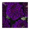 Verbena Showboat 'Midnight' - 5 Large Plugs | Vibrant Bedding Plants for Gardens -September Plants Shop PL9130SPX5 main image 24b2