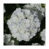 Verbena Showboat 'White' - 5 Large Plugs | Premium Bedding Plants for Gardens -September Plants Shop PL9134SPX5 main image 8251