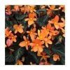 Begonia 'Glowing Embers' - Pack of 5 Large Premium Plug Plants | Perennial Bedding Plants -September Plants Shop PL9138PPX5 main image ccfb