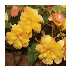 Begonia Illumination® 'Apricot Shades' - Pack of 5 Large Premium Plug Plants | Perennial Bedding Plants -September Plants Shop PL9139PPX5 add image 1 2f90