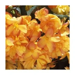 Begonia Illumination® 'Apricot Shades' - Pack of 5 Large Premium Plug Plants | Perennial Bedding Plants