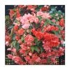 Begonia Illumination® 'Salmon Pink' - Pack of 5 Large Premium Plug Plants | Perennial Bedding Plants