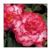 Begonia 'Majestic White Pink Picotee' - Pack of 5 Large Premium Plug Plants | Perennial Bedding Plants -September Plants Shop PL9143PPX5 main image 49d9