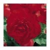 Begonia 'Nonstop Red' - Pack of 5 Large Premium Plug Plants | Perennial Bedding Plants -September Plants Shop PL9144PPX5 main image e07f