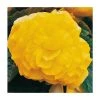 Begonia 'Nonstop Yellow' - Pack of 5 Large Premium Plug Plants | Perennial Bedding Plants -September Plants Shop PL9146PPX5 main image 8de2