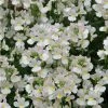 Nemesia Scented 'Wisley Vanilla' Bedding Plants - 5 x Large Plugs | Fragrant Garden Flowers -September Plants Shop PL9171PPX5 main image b170