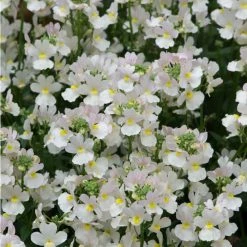 Nemesia Scented 'Wisley Vanilla' Bedding Plants - 5 x Large Plugs | Fragrant Garden Flowers