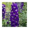 Delphinium elatum Magic Fountains 'Dark Blue with White Bee' - Perennial Plant - 5 Large Plugs