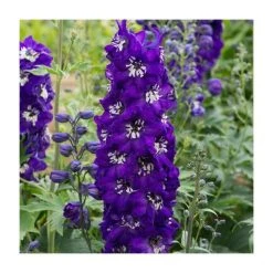 Delphinium elatum Magic Fountains 'Dark Blue with White Bee' - Perennial Plant - 5 Large Plugs