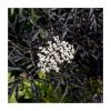 Sambucus Nigra 'Black Lace' | Black Elder - Ornamental Shrub for Gardens -September Plants Shop PL92207 main image fa90