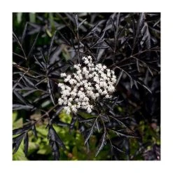 Sambucus Nigra 'Black Lace' | Black Elder - Ornamental Shrub for Gardens