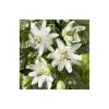 2-3ft White Passion Flower Plant | Passiflora 'Snow Queen' | 3L Pot | Fast-Growing Climbing Plant