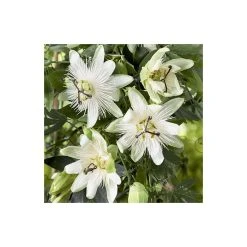 2-3ft White Passion Flower Plant | Passiflora 'Snow Queen' | 3L Pot | Fast-Growing Climbing Plant