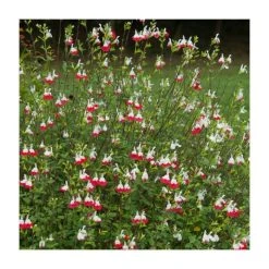 Salvia 'Hot Lips' Perennial Plant - 5 Large Plugs | Vibrant Blooms & Easy Care -September Plants Shop PL9228PPX5 add image 2 aec4