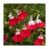 Salvia 'Hot Lips' Perennial Plant - 5 Large Plugs | Vibrant Blooms & Easy Care -September Plants Shop PL9228PPX5 main image 0a22