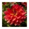 Dahlia 'Firepot' | Vibrant Bedding Plant in 3L Pot | Perfect for Garden Beds -September Plants Shop PL923404 main image e671
