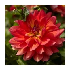 Dahlia 'Firepot' | Vibrant Bedding Plant in 3L Pot | Perfect for Garden Beds