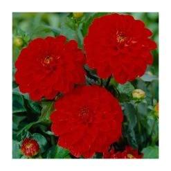 Dahlia Gallery 'Blood Red' | 3L Pot | Vibrant Red Bedding Plant for Gardens