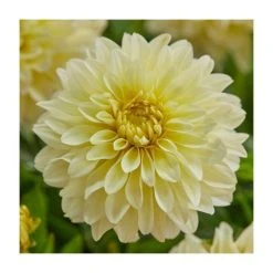 Dahlia Gallery 'Lemon' | 3L Pot - Vibrant Yellow Bedding Plant for Gardens