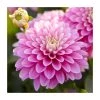 Dahlia Gallery 'Pink' | 3L Pot | Vibrant Bedding Plant for Gardens