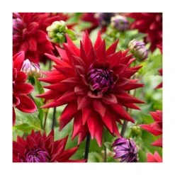 Dahlia 'Wittemans Best' | Vibrant Bedding Plant | 3L Pot