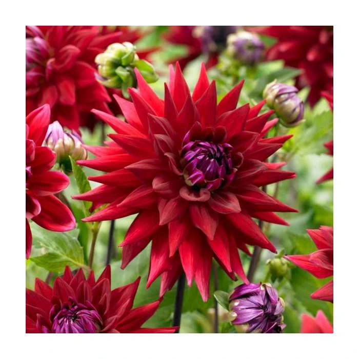 Dahlia 'Wittemans Best' | Vibrant Bedding Plant | 3L Pot 3 Dahlia 'Wittemans Best' | Vibrant Bedding Plant | 3L Pot