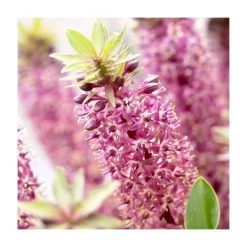 Eucomis 'Aloha Leia' Dwarf Pineapple Lily | 3L Pot | Exotic Perennial Plant