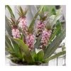 Eucomis 'Aloha Nani' Dwarf Pineapple Lily | 3L Pot | Hardy Perennial Plant -September Plants Shop PL923420 main image 56c0