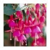 Fuchsia 'Beacon' Plant | 3L Pot | Vibrant Bedding Plant for Gardens & Patios -September Plants Shop PL923422 main image 3839
