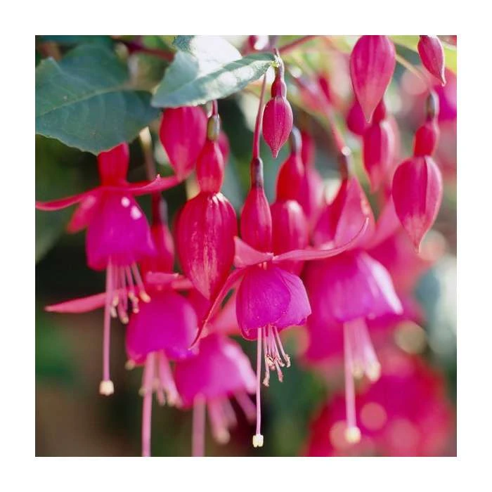 Fuchsia 'Beacon' Plant | 3L Pot | Vibrant Bedding Plant for Gardens & Patios 3 Fuchsia 'Beacon' Plant | 3L Pot | Vibrant Bedding Plant for Gardens & Patios