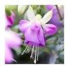 Fuchsia 'Delta Sarah' | 3L Pot | Vibrant Bedding Plant for Gardens & Patios -September Plants Shop PL923423 main image d044