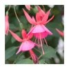 Fuchsia 'Display' Plant | Vibrant Bedding Plant in 3L Pot | Perfect for Gardens & Patios -September Plants Shop PL923424 main image 5dd5