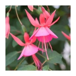 Fuchsia 'Display' Plant | Vibrant Bedding Plant in 3L Pot | Perfect for Gardens & Patios