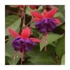 Fuchsia 'Dollar Princess' | 3L Pot | Vibrant Bedding Plant for Gardens & Patios