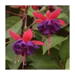 Fuchsia 'Dollar Princess' | 3L Pot | Vibrant Bedding Plant for Gardens & Patios