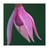 Fuchsia 'Garden News' | 3L Pot | Vibrant Bedding Plant for Your Garden -September Plants Shop PL923426 main image 725d