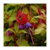 Fuchsia 'Genii' | Vibrant Flowering Plant | 3L Pot | Perfect for Bedding & Borders 2 Fuchsia 'Genii' | Vibrant Flowering Plant | 3L Pot | Perfect for Bedding & Borders -September Plants Shop PL923427 main image 29e6