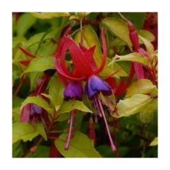 Fuchsia 'Genii' | Vibrant Flowering Plant | 3L Pot | Perfect for Bedding & Borders
